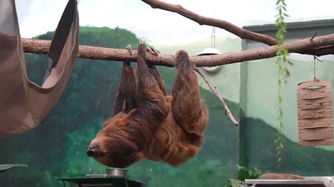 Sloth at Full Speed Stock Footage 297617146