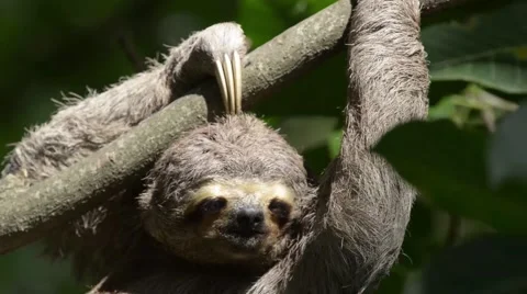 Sloth hanging and moving on tree branch Stock Footage 40416090