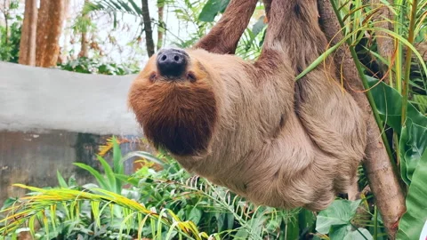 A sloth is hanging from a branch, making a cute face. Stockbeeldmateriaal 304106422