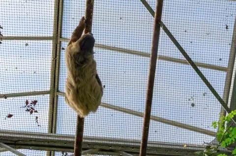 Sloth hanging on the ceiling from below Stock Photos