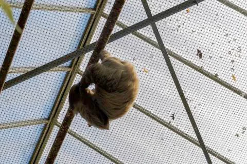 Sloth hanging on the ceiling close-up Stock Photos