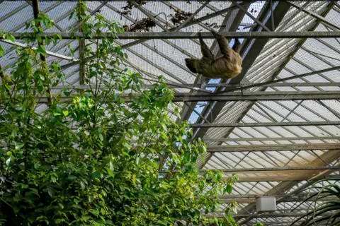 Sloth hanging on the ceiling side view Stock Photos
