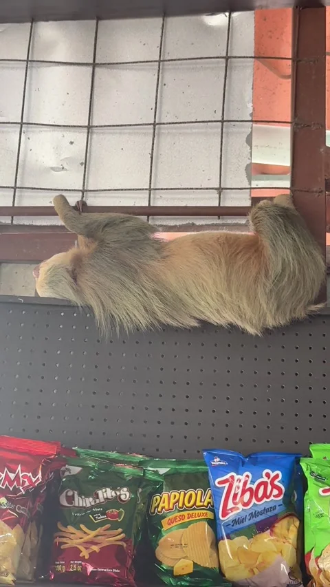 Sloth Hanging out at a Bodega, San Ramon, Costa Rica - 14 Apr 2026 Stock Footage 342070949