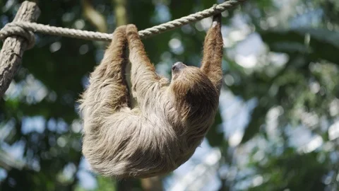 Sloth hanging on the rope scratching himself until he starts to fall asleep Stock Footage 122260473