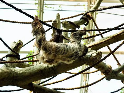 Sloth hanging from ropes above. Stock Photos