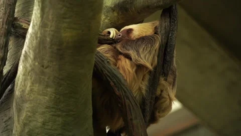 Sloth Hanging In Tree, Adorable Sleeping Animal, Wildlife Natural Habitat  Stock Footage 263257795