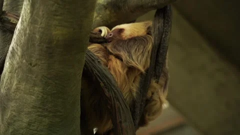 Sloth Hanging In Tree, Adorable Sleeping Animal, Wildlife Natural Habitat  Stock Footage 263257802
