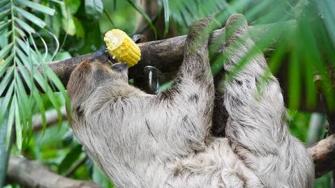 Sloth hanging on the tree and eating corn Stock Footage 89588046
