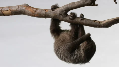 Sloth hanging from tree branch eating food - isolated on white background Stock Footage 239058984