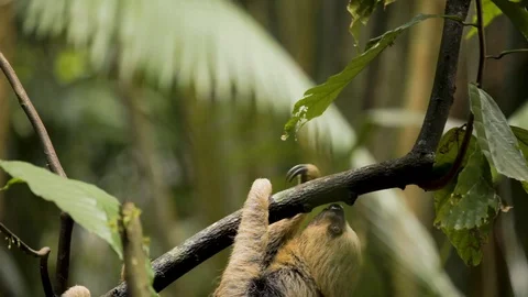 Sloth hanging on a tree eating leaves Stock Footage 119310126