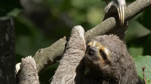 Sloth hanging on tree Stock Footage 40416075