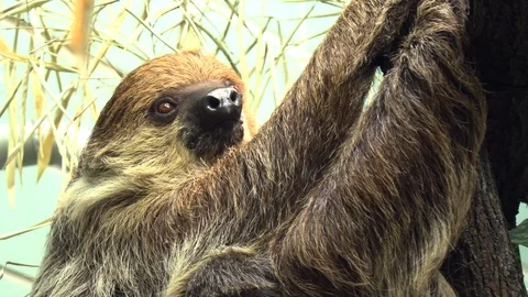 Sloth hanging on tree Stock Footage 88562713