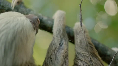 Sloth hanging from a tree Stock Footage 236775733