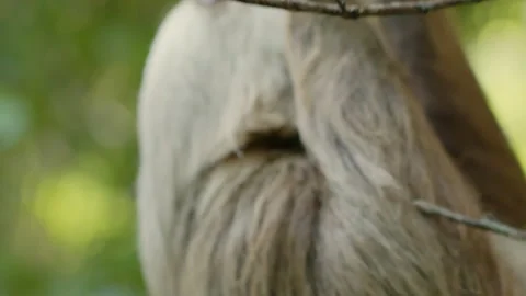 Sloth hanging from a tree Stock Footage 236775796