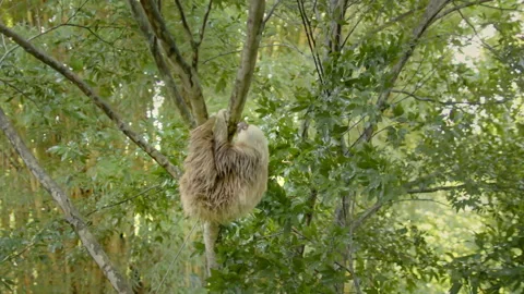 Sloth hanging from a tree Stock Footage 236776443