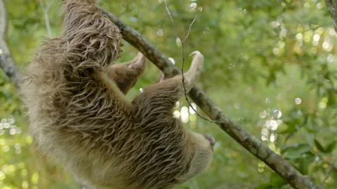 Sloth hanging from a tree Stock Footage 236776725