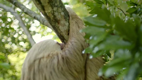 Sloth hanging from a tree Stock Footage 236776884