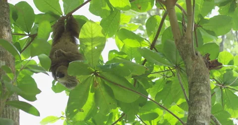 Sloth Hanging in Tree Stock Footage 262082403