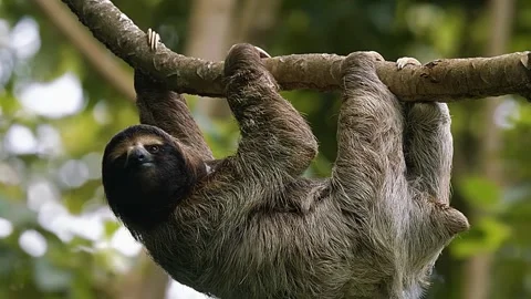  Sloth Hanging from Tree Stock Footage 323142555