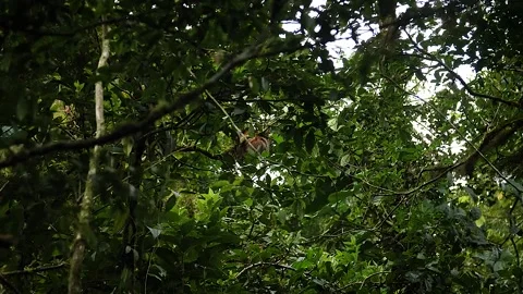 Sloth hanging from the tree HD 11 Stock Footage 150516390