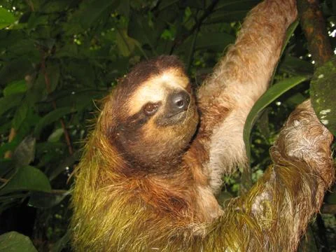 Sloth hanging in a tree (HD)c Stock Photos