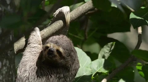 Sloth hanging on tree with moth crawling on head Stock Footage 40416072