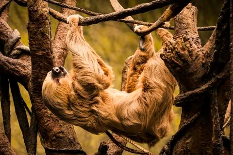 Sloth hanging from a tree Stock Photos