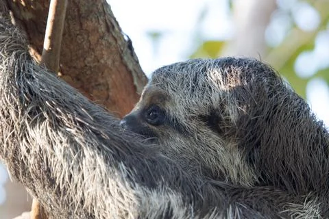 Sloth hanging from a tree Stock Photos