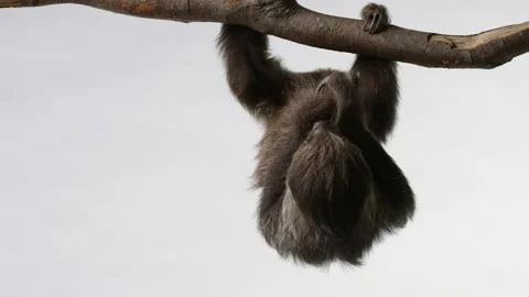 Sloth hanging upside down on branch - Wide shot - isolated on white Stock Footage 239059082