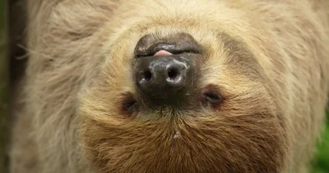 Sloth hanging upside down on a branch of tree. Stock Footage 276425941