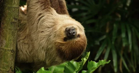 Sloth hanging upside down on a branch of tree. Stock Footage 277493623