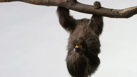 Sloth hanging upside down eats snack - isolated on white background Stock Footage 239718390