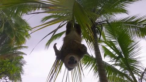Sloth Hanging Upside Down From Palm Fronds in Tropical Rain Stock Footage 346084449