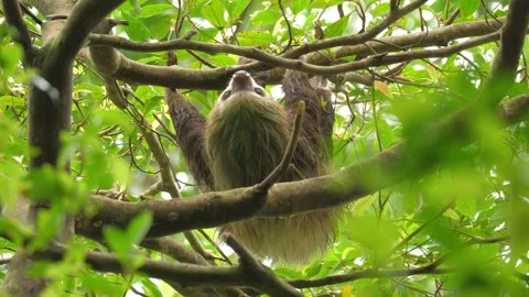 Sloth hanging upside down on tree branches in a lush tropical forest. Stock-Footage 323071662