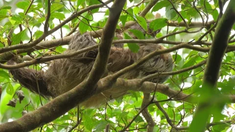 Sloth hanging upside down on tree branches in a lush tropical forest. Stock Footage 323074964