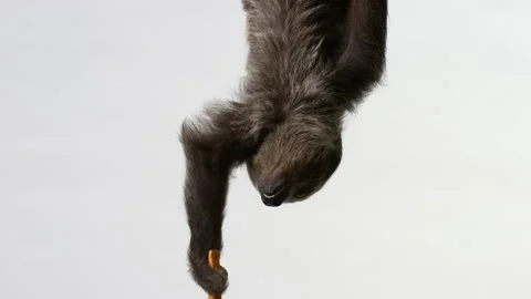 Sloth hangs down to grab treat and eat it - isolated on white background Stock Footage 239058923