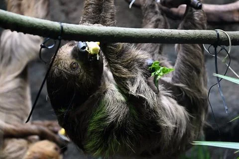 A sloth hangs upside down from a wooden branch while nibbling on food Stock-Fotos