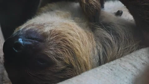 A sloth head hanging upside down  Stock Footage 297008755