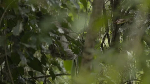 SLOTH HEAD SWIVEL CLIMBING DOWN VINE | EXT | 2398 | 4K Stock Footage 105174233