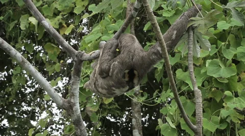 Sloth in the jungle moving on a branch Stock Footage 47769851