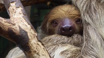 Sloth looking into camera Vidéo 85566065