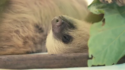 Sloth Lying on Back with Sleepy Eyes, Relaxing Peacefully in Tropical Setting Vidéo 329591408