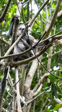 The Sloth Monkey can be found resting in the lush green jungle canopy of Jozani Stock Photos