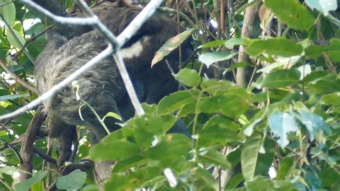Sloth moving slowly atop the canopy of large mature tree Stock Footage 123617711