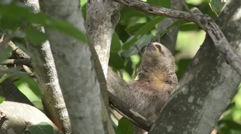 Sloth moving on tree Stock Footage 40416085