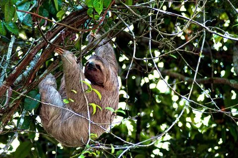 Sloth moving upward. Foto stock
