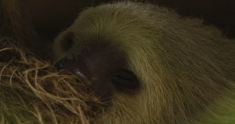 Sloth napping in its nest on tree branch 스톡 동영상 109540703