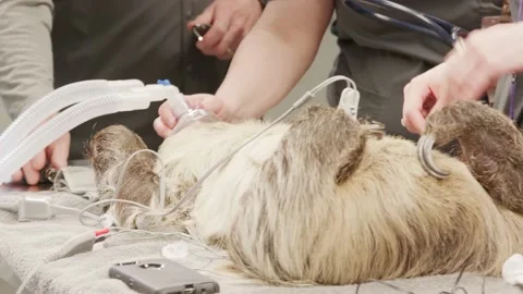 Sloth Operation Stock Footage 170732457