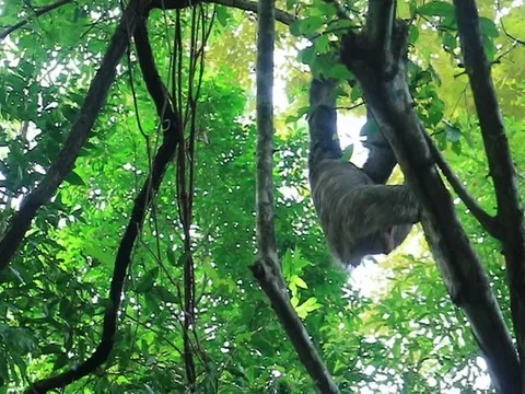 Sloth in the park of Manuel Antonio of Costa Rica Stock Footage 103604342