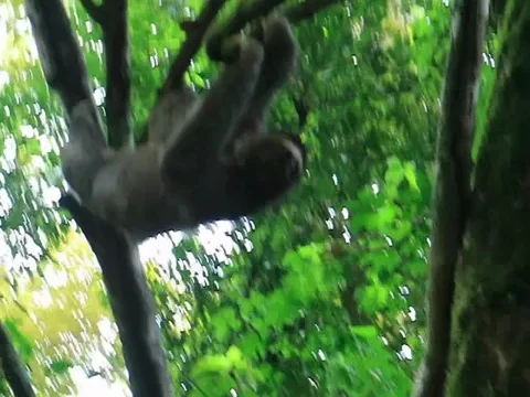 Sloth in the park of Manuel Antonio of Costa Rica Stock Footage 103605947